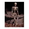 Fun World 60” Articulated Natural Skeleton (Poseable) 1 Fun World 60” Articulated Natural Skeleton (Poseable) -All Props Sales 60 articulated natural skeleton poseable 187568