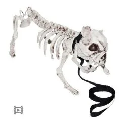 Morris Costumes Animated Barking Skeleton Dog