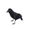 Black Feathered Crow -All Props Sales black feathered crow 338361