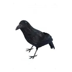 Black Feathered Crow