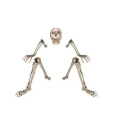 Sunstar Industries Lifesize Ground Breaking Skeleton